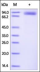 Human ROR2 Protein, Fc Tag