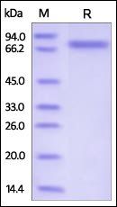 Human Semaphorin 4A Protein, His Tag