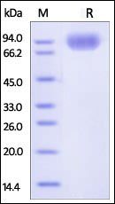 Human SIRP alpha Protein, Fc Tag