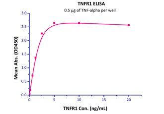 Human TNFR1 / CD120a / TNFRSF1A Protein