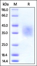 Human TRAIL R4 Protein, His Tag
