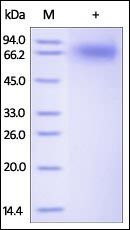 Human TrkB Protein, His Tag