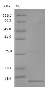 Human VCC1 protein (Active)