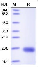 Human VEGF-D Protein, His Tag