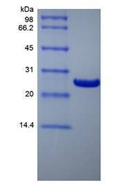 Human BCL2 protein