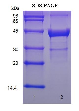 Human beta Actin protein