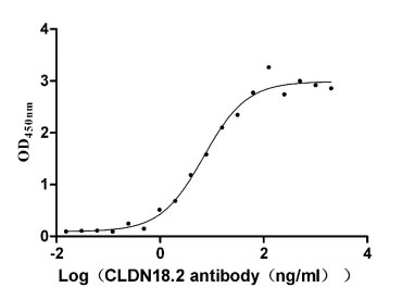 Human CLDN18.2 protein