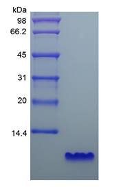 Human EGF protein