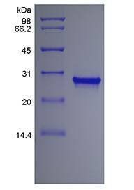 Human FGF-13 protein