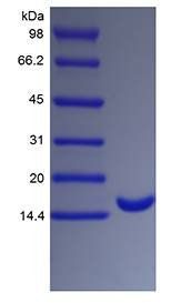 Human GCSF protein