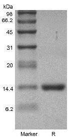 Human GMCSF protein