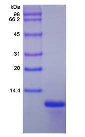 Human GRO-alpha protein