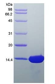 Human HB-EGF protein