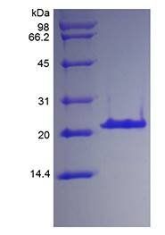 Human IGFBP3 protein