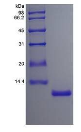 Human IL15 protein