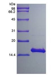 Human IL17F protein