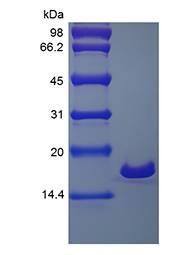 Human IL1 beta protein