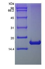 Human IL1RA protein