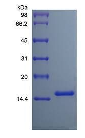 Human IL3 protein