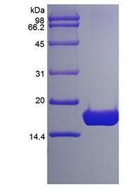 Human IL7 protein