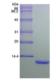 Human IL8 protein
