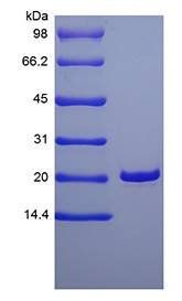 Human Keratinocyte Growth Factor protein