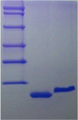 Human LR3IGF1 protein