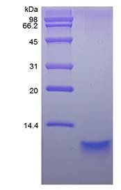 Human NRG-1 protein