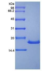 Human Stem Cell Factor protein