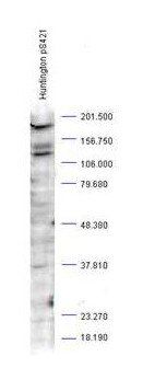 Huntington (phospho-S421) antibody