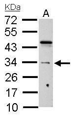 HUS1 antibody
