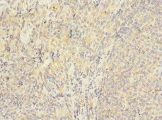 HVCN1 Antibody