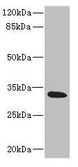 HVCN1 antibody