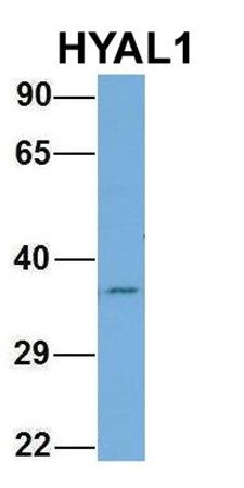 HYAL1 antibody