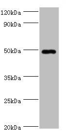 HYAL1 antibody