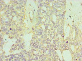 HYAL1 Antibody