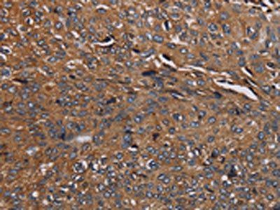 HYAL2 Antibody