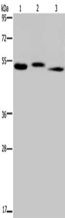 HYAL3 antibody