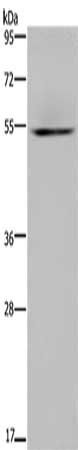 HYAL3 antibody