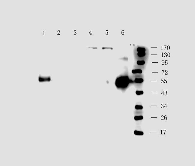 HYAS2 antibody