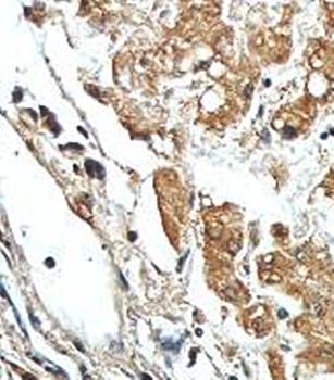 2-hydroxyacyl-CoA lyase 1 Rabbit Polyclonal Antibody