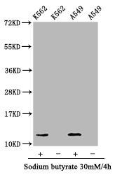 Hydroxyl-HIST1H4A (Y88) antibody