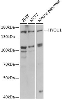 HYOU1 antibody