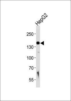 HYOU1 antibody