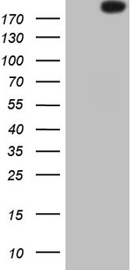 FICD Antibody