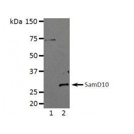 SamD10 Antibody