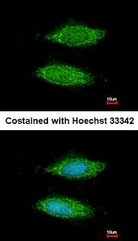 hypothetical protein LOC283129 antibody