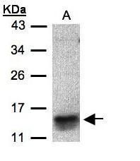 C-C motif chemokine ligand 1 Antibody