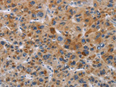 IAPP Antibody