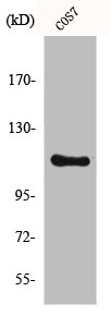 IARS2 antibody